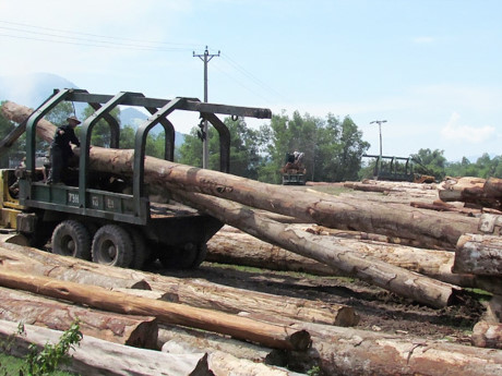 Nguồn nguyên liệu đạt chuẩn, thách thức lớn cho xuất khẩu gỗ